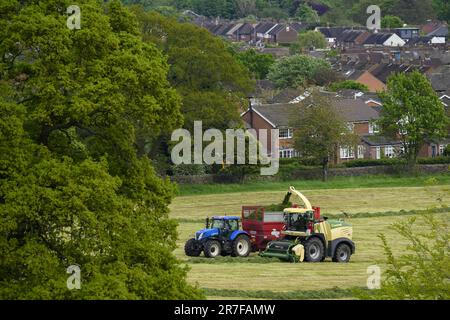 Krone BIG X 580 fourrager travaillant, étant conduit sur des pâturages de terres agricoles (chargement de la remorque de remplissage, coupe de l'herbe de champ, les agriculteurs conduisant) - Yorkshire, Angleterre Royaume-Uni. Banque D'Images