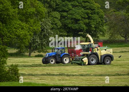 Krone BIG X 580 fourrager travaillant, étant conduit sur des pâturages de terres agricoles (chargement de la remorque de remplissage, coupe de l'herbe de champ, les agriculteurs conduisant) - Yorkshire, Angleterre Royaume-Uni. Banque D'Images