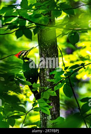 Oiseau de pic. Dans la forêt canadienne, dans la brousse, j'ai rencontré un pic, un oiseau qui a travaillé dur, faisant un bruit de cognement spécifique autour. Banque D'Images