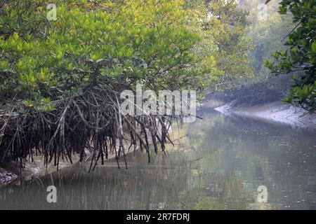 Racines de mangrove.cette photo a été prise du parc national de Sundarbans, au Bangladesh. Banque D'Images