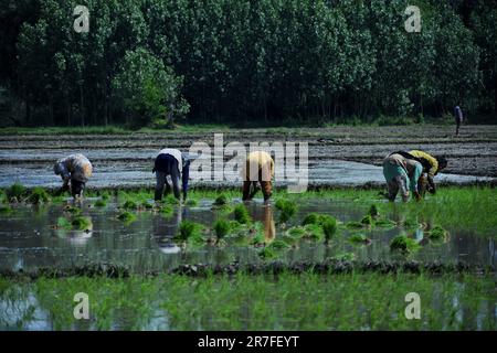 Srinagar, Inde. 11th juin 2023. Les femmes au Cachemire travaillent au fond de la cheville dans des plants de riz boueux lors de la saison d'ensemencement sur 12 juin 2023 à Awanti Pora, à 40km (30 miles) au sud de Srinagar, dans le Cachemire administré par l'Inde. (Photo de Mubashir Hassan/Pacific Press/Sipa USA) crédit: SIPA USA/Alay Live News Banque D'Images