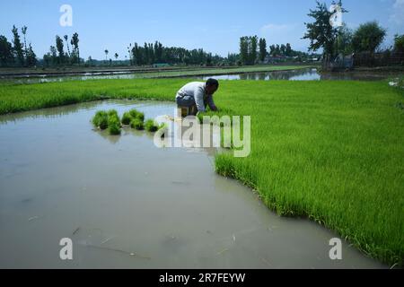 Srinagar, Inde. 11th juin 2023. Un agriculteur cachemiri a cueillé la plantule de riz pour la transplantation de riz dans d'autres produits déposés à Awanti Pora, district sud du Cachemire administré par l'Inde sur 12 juin 2023 . (Photo de Mubashir Hassan/Pacific Press/Sipa USA) crédit: SIPA USA/Alay Live News Banque D'Images