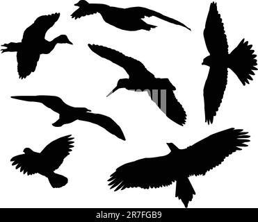 collection silhouettes d'oiseaux - vecteur Illustration de Vecteur