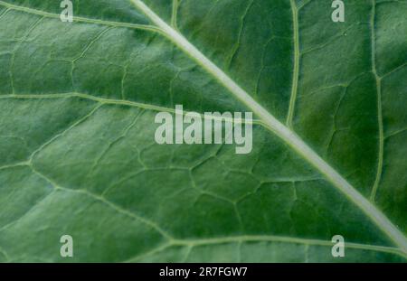 prise de vue macro de texture de feuille verte Banque D'Images