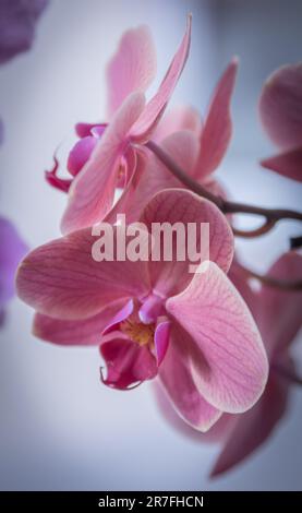Une fleur d'orchidée rose vif est représentée en pleine fleur sur un fond clair Banque D'Images