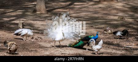Les tourbières blanches, les tourbières bleues indiennes (Pavo cristatus) et le groupe de variétés de poulet dans la volière Banque D'Images