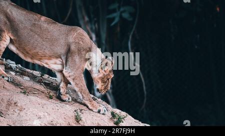 Image captivante d'un Lion asiatique descendant gracieusement d'une falaise de boue Banque D'Images