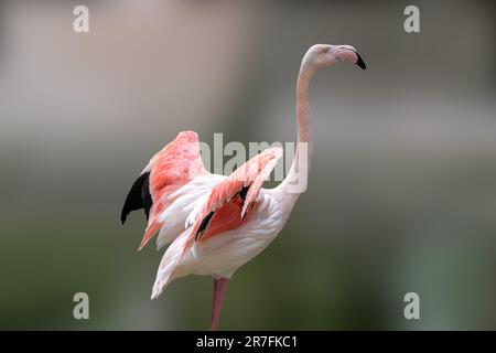 Barboteuse rose flamants avec col long et ailes ouvertes sur fond flou Banque D'Images