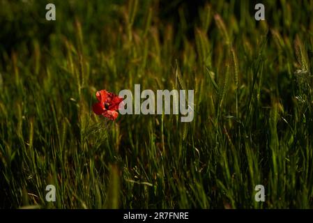 Un gros plan vibrant d'une fleur rouge située dans l'herbe verte luxuriante Banque D'Images