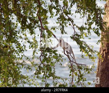 Un singe Vervet debout sur une branche d'arbre dans le majestueux parc national de Zambèze, Zimbabwe Banque D'Images