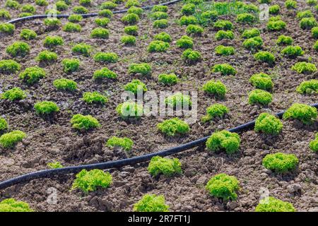 Le jardinage à la maison permet de personnaliser les variétés de laitue, permettant aux jardiniers d'expérimenter avec différentes couleurs de saveurs Banque D'Images