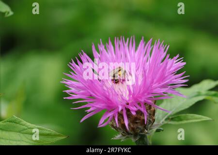 Gros plan d'une fleur rose de Centaurée sur laquelle une abeille recueille du pollen Banque D'Images