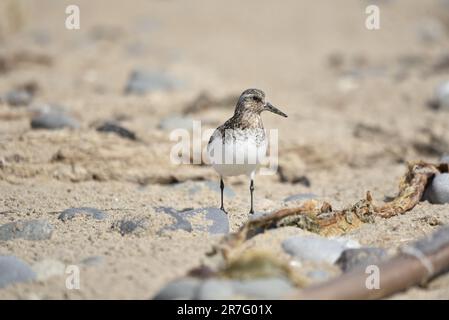 Gros plan, face à l'image d'un sanderling (Calidris alba) debout sur une plage de galets regardant à droite de l'image, lors d'une journée ensoleillée sur l'île de Man en mai Banque D'Images