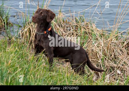 labrador gundog, springer spaniel gundog, labradinger, springerdor, race croisée, chien de tir, chien beau, chien intelligent, chien bien formé. Banque D'Images