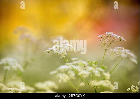 Persil de vache (Anthriscus sylvestris), fleurs de prairie Banque D'Images