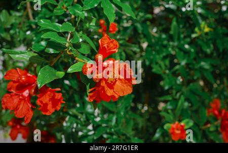 Fleurs de grenade sur les branches du jardin, rayons de soleil sur les fleurs, arbres fruitiers à fleurs, idée de couleur de grenade pour le fond et le jardin Banque D'Images