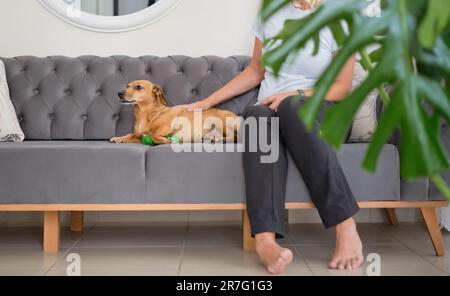 Une femme blonde dans un pantalon noir est assise sur le canapé et les animaux de compagnie un dachshund se reposant à proximité, les animaux de compagnie, les soins et les soins Banque D'Images