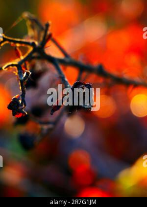 Photographie en gros plan d'une branche d'arbre abîmée avec une fleur séchée Banque D'Images