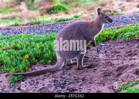 Photographie d'un seul Bennetts Wallaby debout au milieu de l'herbe près de la côte de King Island, dans le détroit de Bass en Tasmanie, en Australie Banque D'Images