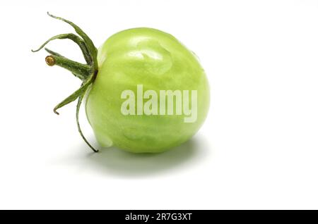 Tomates vertes non mûres en serre. Plante de tomate velue et floue, mise au point sélective. Agriculture biologique. isolé sur fond blanc. Banque D'Images