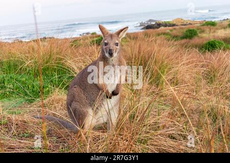 Photographie d'un seul Bennetts Wallaby debout au milieu de l'herbe près de la côte de King Island, dans le détroit de Bass en Tasmanie, en Australie Banque D'Images