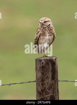 Le petit-duc des terriers perché au sommet d'un fencepost est une espèce menacée au Colorado, aux États-Unis Banque D'Images