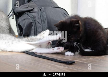 Un chaton attaque un autre chaton dans la pièce de près Banque D'Images