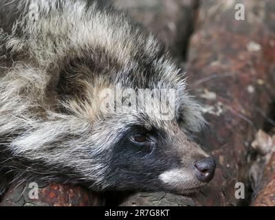 Chien de raton laveur commun, chien de raton laveur chinois ou asiatique, Marderhund, chien viverrin, Nyctereutes procyonoides, nyestkutya, Zoo, Hongrie, Europe Banque D'Images