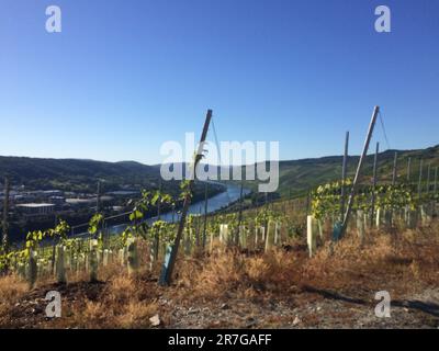 Village de Bernkastel-Kues, situé le long de la rivière Moselle en Allemagne, vacances européennes. Banque D'Images