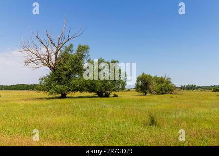 Saules blancs (Salix alba) en champ sur terrain sablonneux, Mezofold, Hongrie Banque D'Images