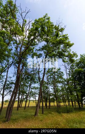 Jeune roussin noir ou faux acacia (Robinia pseudoacacia) bosk dans un pré sur terrain sablonneux, Mezofold, Hongrie Banque D'Images