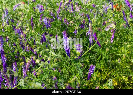 Plante à fleurs de vicia cracca près de Nemetker, Mezofold, Hongrie Banque D'Images