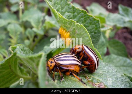 Des coléoptères de la pomme de terre du Colorado adultes (Leptinotarsa decemlineata) sur les feuilles de pomme de terre. Couple de coléoptères de la pomme de terre qui se coupent près de leurs œufs. Photographie macro Banque D'Images