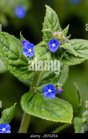 Alcanet vert, Pentaglottis sempervirens, naturalisé dans un jardin. Une plante utile pour attirer les abeilles et d'autres pollinisateurs. Banque D'Images