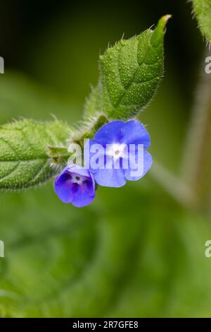 Alcanet vert, Pentaglottis sempervirens, naturalisé dans un jardin. Une plante utile pour attirer les abeilles et d'autres pollinisateurs. Banque D'Images