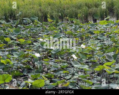 Lotus sacré, nelumbo nucifera, province de Seam Reap, Cambodge Banque D'Images