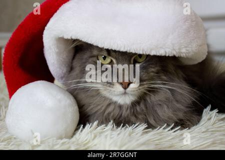 Cristmas chat en rouge chapeau de père Noël couché sur le tissu doux léger à la maison, chaton regarder seriosly avant, chat attendant noël en costume, zodiaque chinois Banque D'Images