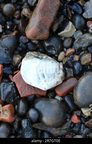 Pollution lavée assure sur la plage - dommages environnementaux à la faune et à son écosystème - à Londres le long de la Tamise Banque D'Images