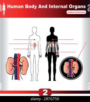 Rein vecteur organes internes humains Illustration de Vecteur