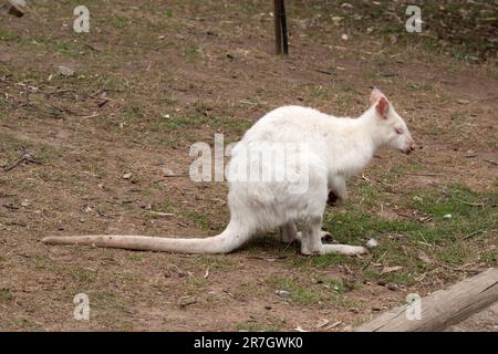 le wallaby albino est tout blanc avec un nez et des oreilles roses Banque D'Images