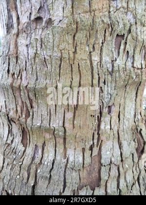 Gros plan texture d'un tronc de noix de coco avec le nom latin Cocos nucifera, qui est vieux et semble sec Banque D'Images