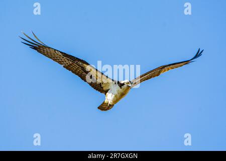 Une balbuzard, Pandion haliaetus, vole dans un ciel bleu clair sur une zone humide à Culver, dans l'Indiana Banque D'Images