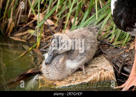 le gosling magpie a des peluches grises et des plumes blanches commencent à apparaître. Il a un oeil marron et un bec gris foncé. Banque D'Images