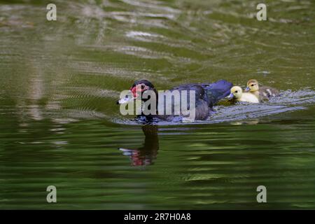 Mère canard guidant les gaines de bébé dans l'eau Banque D'Images