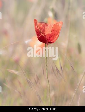 Coquelicot rouge Joker unique Banque D'Images