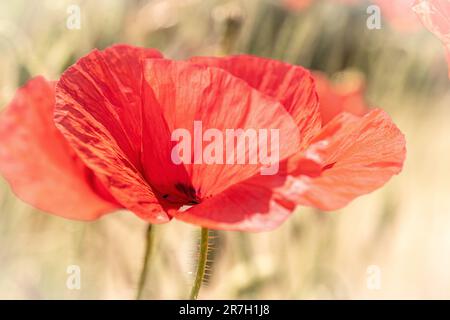 Coquelicot rouge Joker unique Banque D'Images
