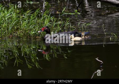 Mère canard guidant les gaines de bébé dans l'eau Banque D'Images