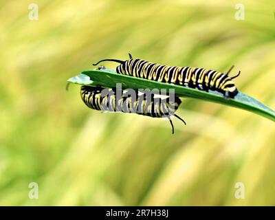 Deux chenilles monarch (Danaus plexippus) ont isolé l'alimentation sur une feuille. Banque D'Images