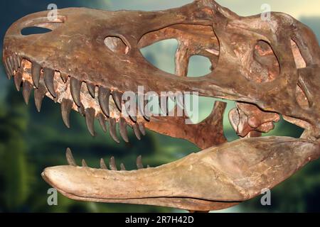 Le sarcophage d'Albertosaurus est une espèce de dinosaure tyrannosauridé qui vivait dans l'ouest de l'Amérique du Nord à la fin du Crétacé Banque D'Images