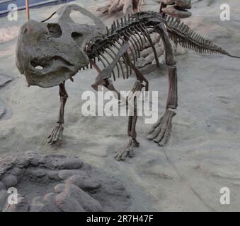 Protoceratops est un genre éteint de protoceratopsid ceratopsus dinosaure qui vivait à la fin du Crétacé, il y a environ 80 millions d'années (Campanien) Banque D'Images